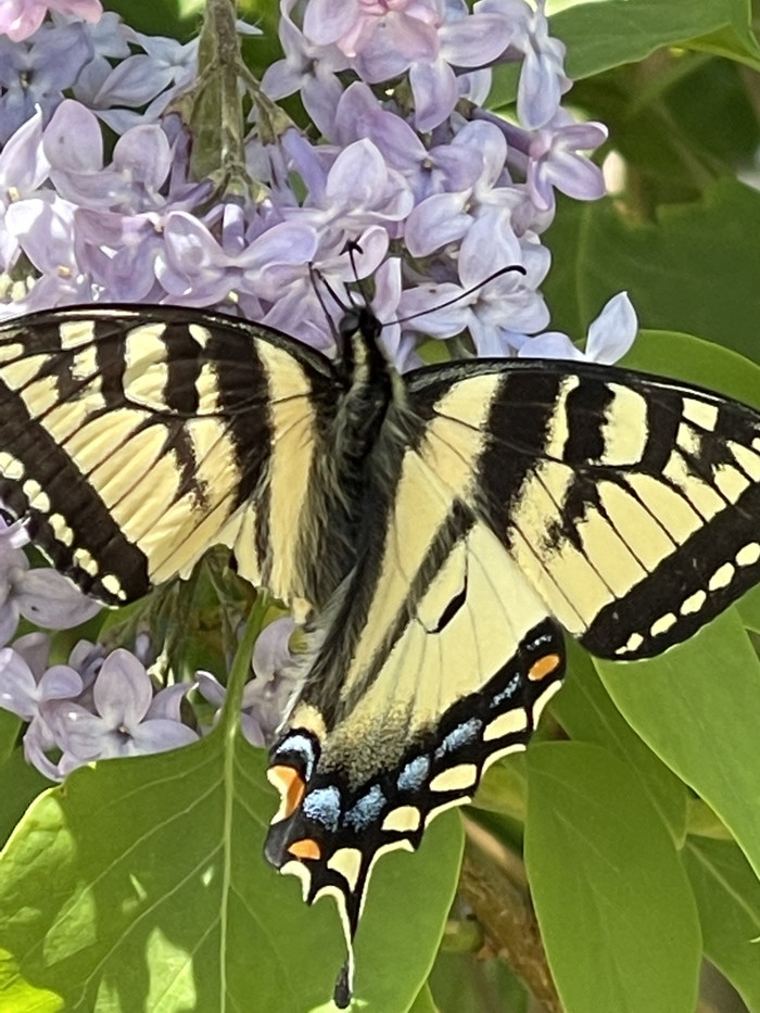 Collection 45 photo by Sheree Zielke