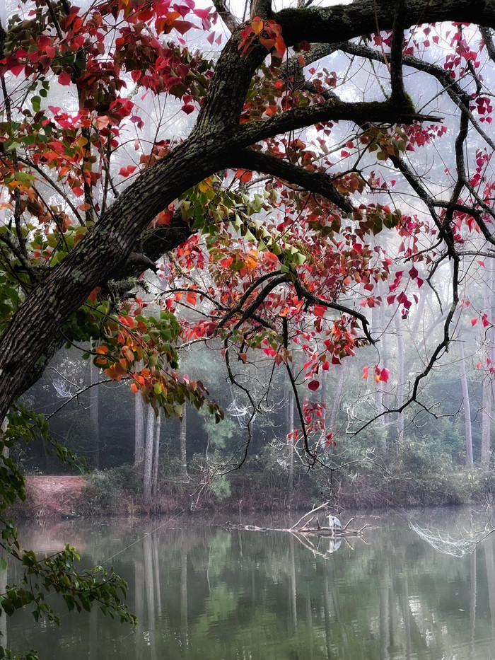Collection 52 photo by Kim Abbas