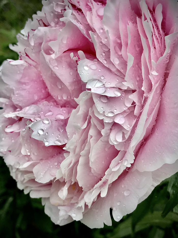 Collection 34 photo by Sheree Zielke