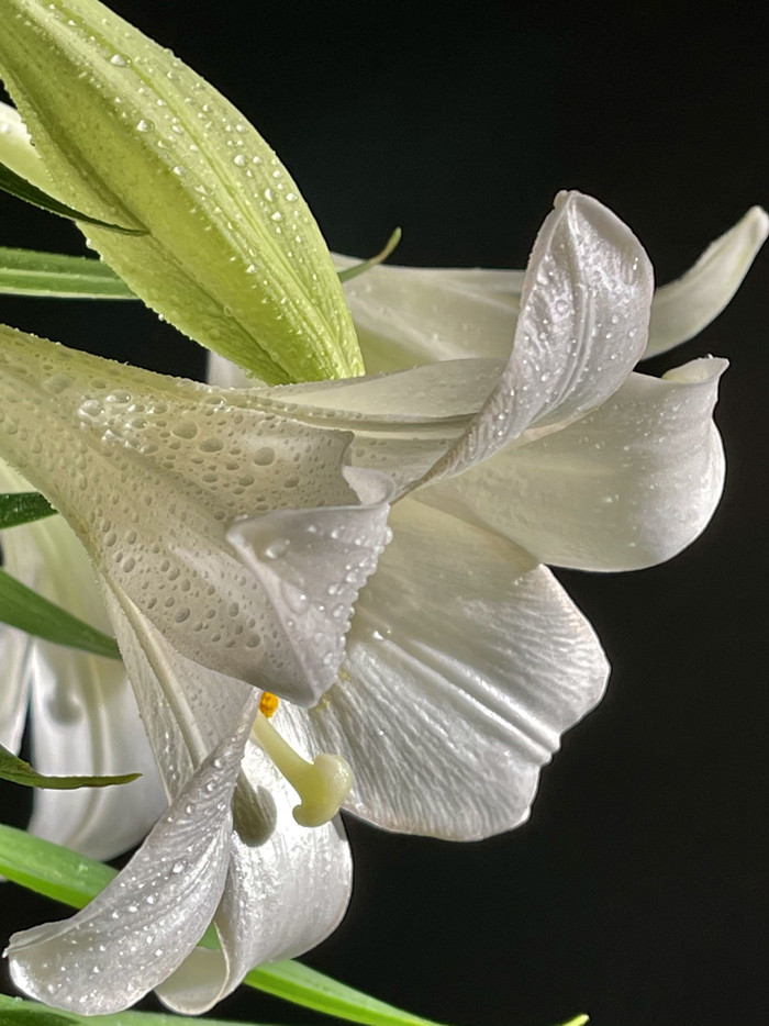 Collection 44 photo by Sheree Zielke