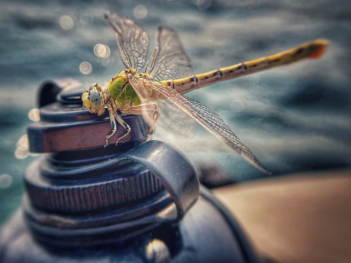 Collection 61 photo by Candice Parno