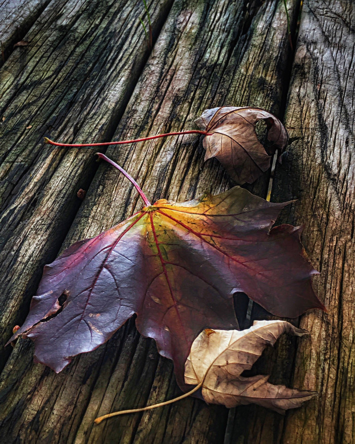Collection 61 photo by Dianne Mccarthy
