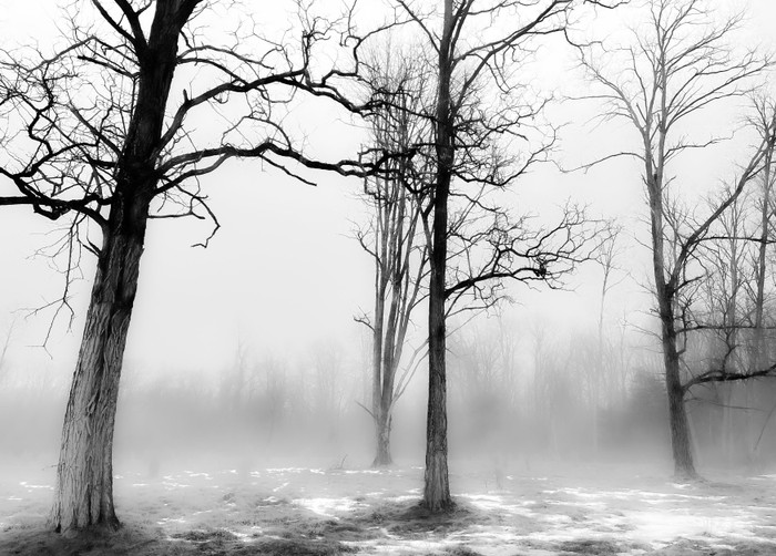 Collection 55 photo by Marina Komarnitsky