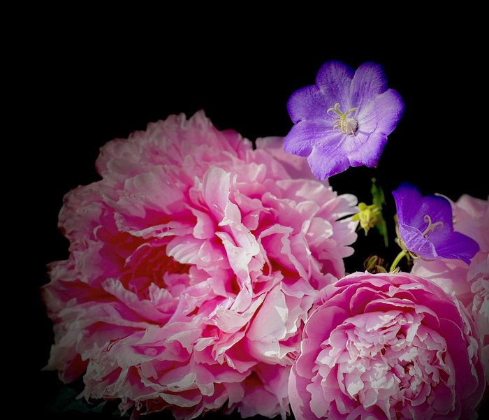 Collection 70 photo by Sheree Zielke