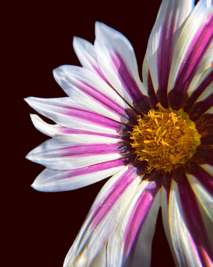 Collection 55 photo by Naveen Aggarwal