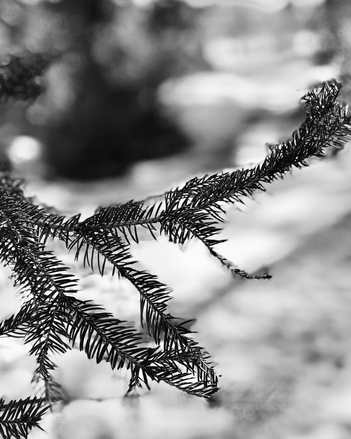 Collection 32 photo by Sheree Zielke
