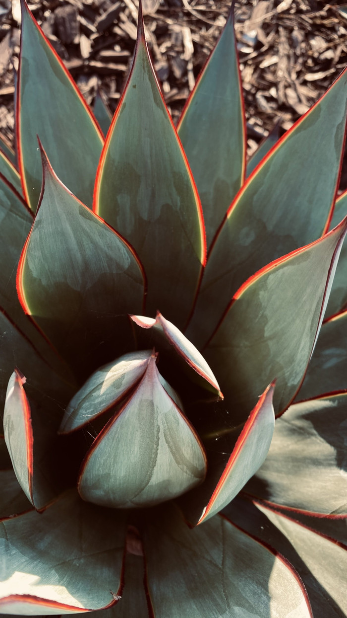 Collection 45 photo by Nelson Fajardo