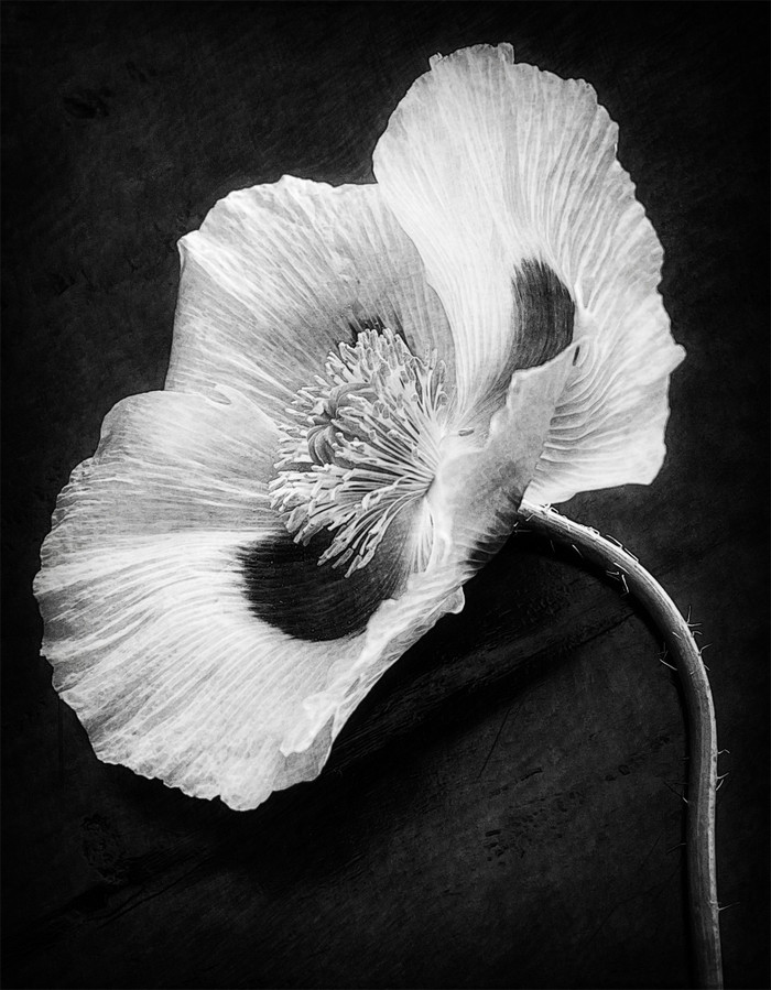 Collection 83 photo by Geri Mikelson