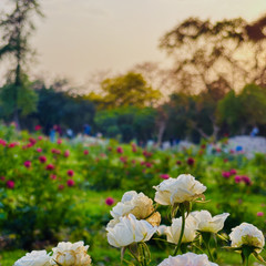 Rajni Khajuria