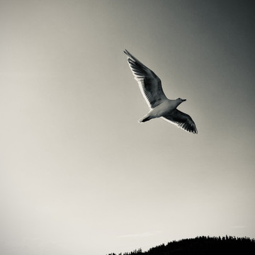 “Riding the airwaves.” Kingston, WA.