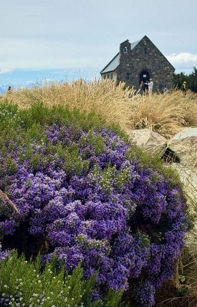 Marcelle Foster — Lake Tekapo in New Zealand has this little church and the Alpine flowers gave it a great angle to look at