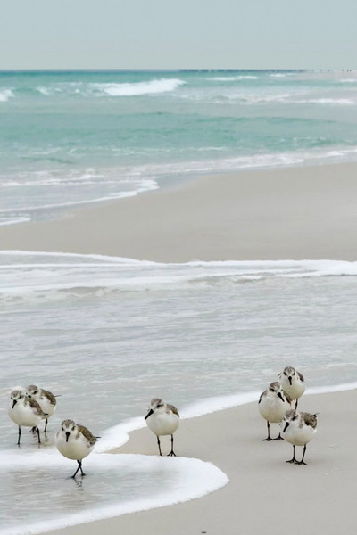 Julia Sundstrom — Terns, Destin Fl