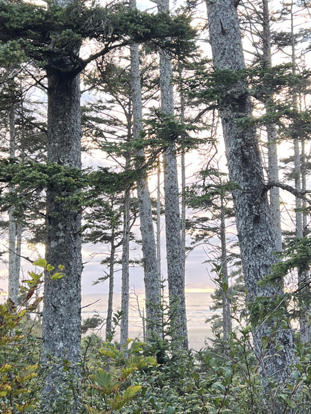Pam Sproul — A lovely peekaboo through the trees of the magnificent hoods canal in the Pacific Northwest
“Hoods Canal peek-a-boo”-2026