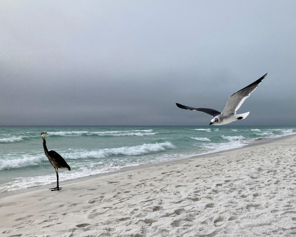 Julia Sundstrom — Seagull & Heron, Destin FL