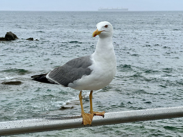 Julián Nieves — Gaviota en el Parque Nacional de las islas Cíes