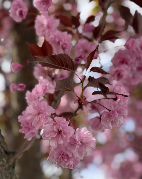Corina Balan — Delicate blossoms open against a blurred spring haze, capturing a fleeting moment of color and breath.