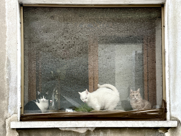 Maurizio Zanetti — Venice. From behind a mosquito net, three cats watch whoever passes by their ground-floor window.