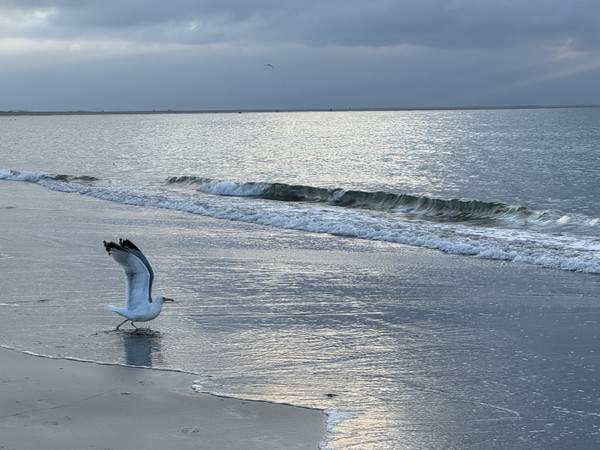 Lotje Pulles — Seagull catching crab