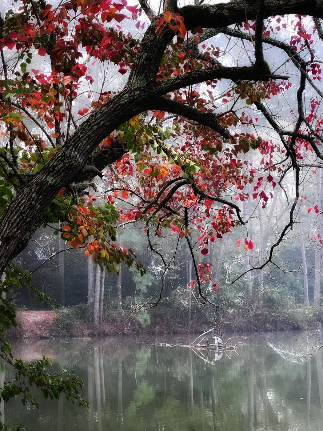 Collection 52 photo by Kim Abbas