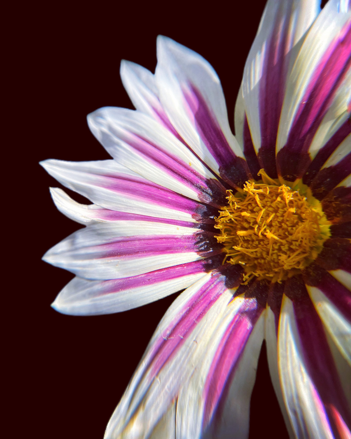 Collection 55 photo by Naveen Aggarwal