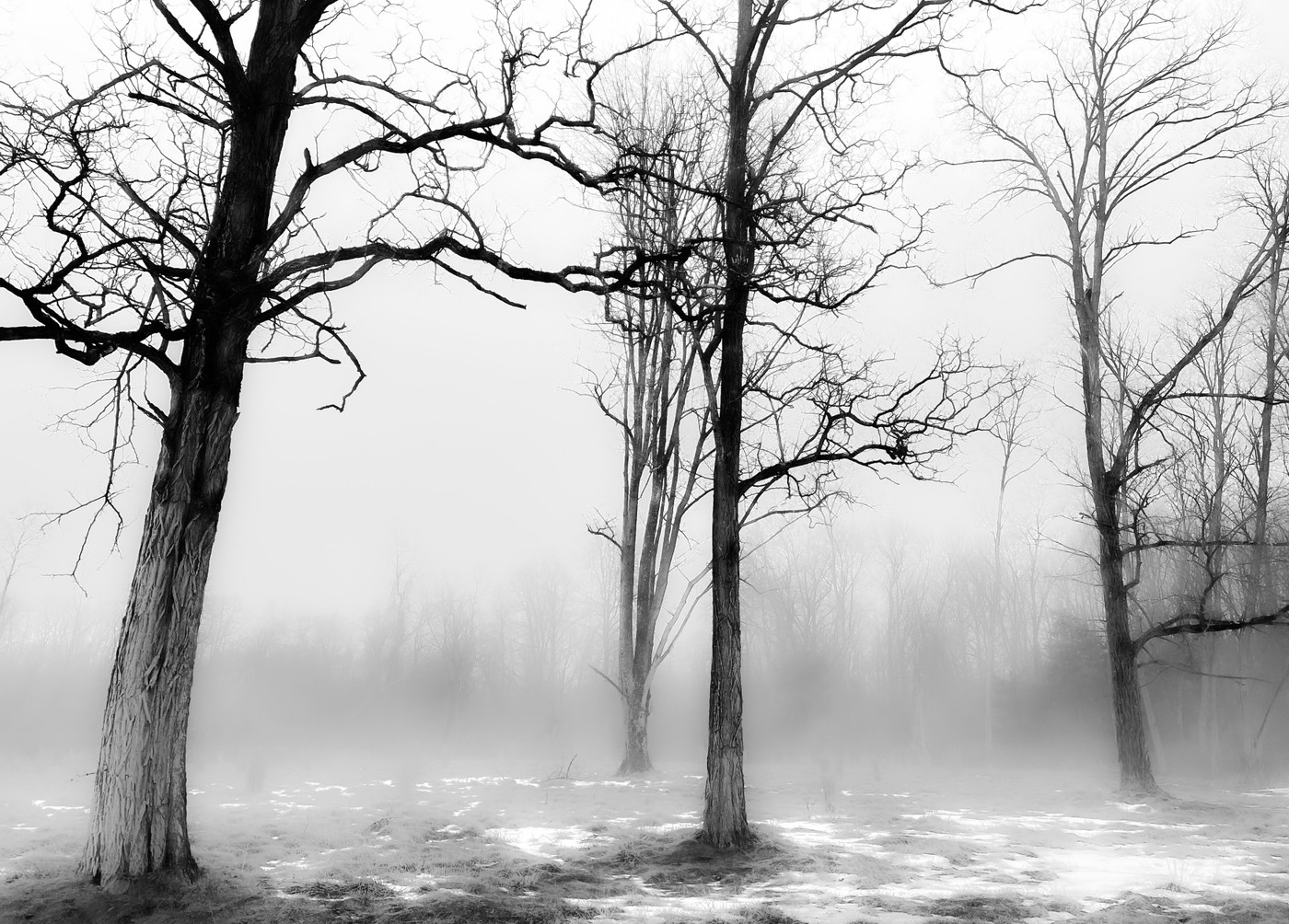 Collection 55 photo by Marina Komarnitsky