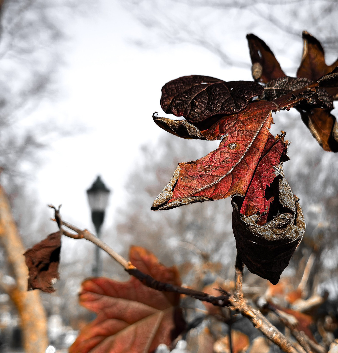 Collection 97 photo by Sandi Asplund