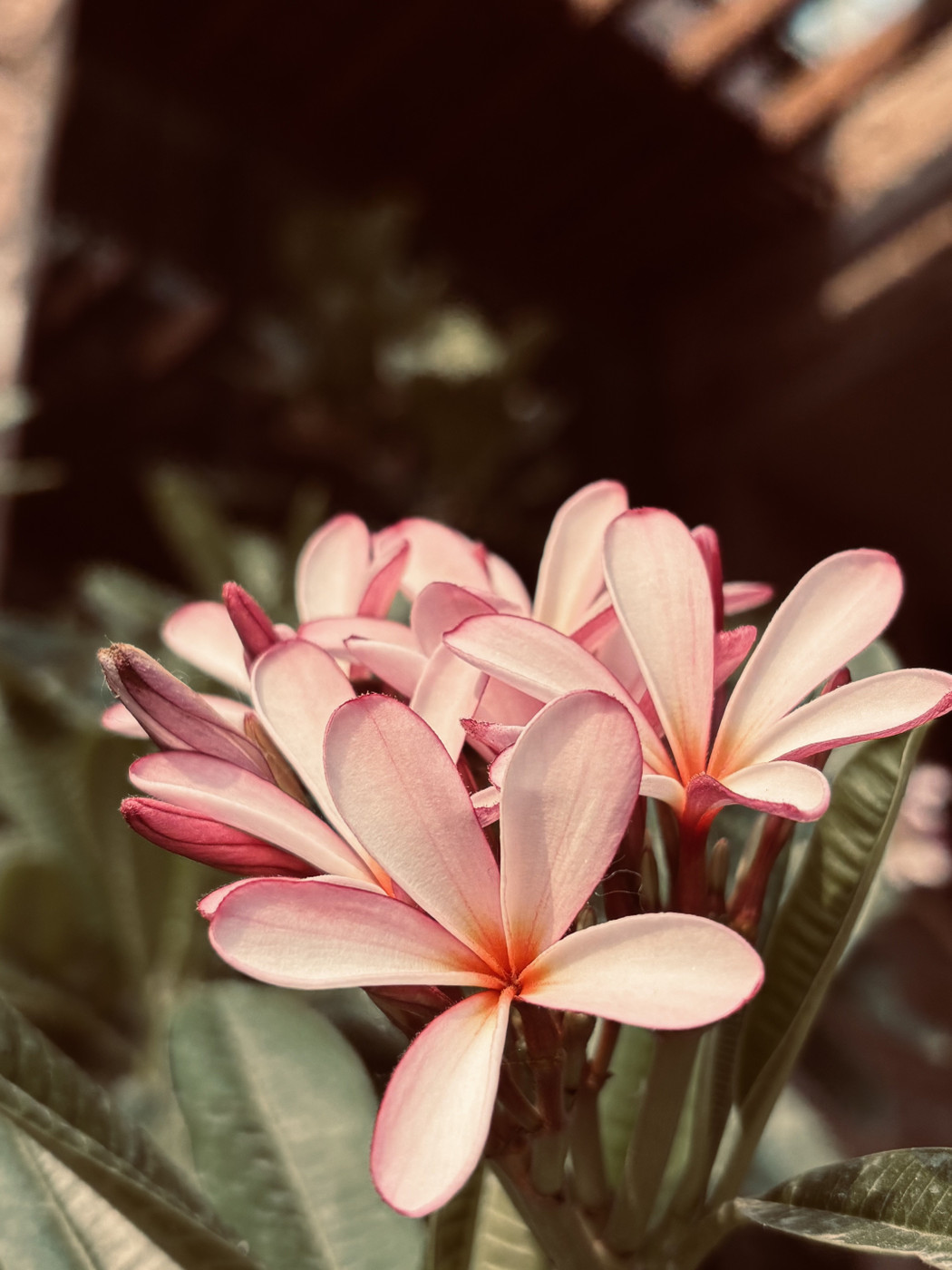 Collection 105 photo by Rajni Khajuria