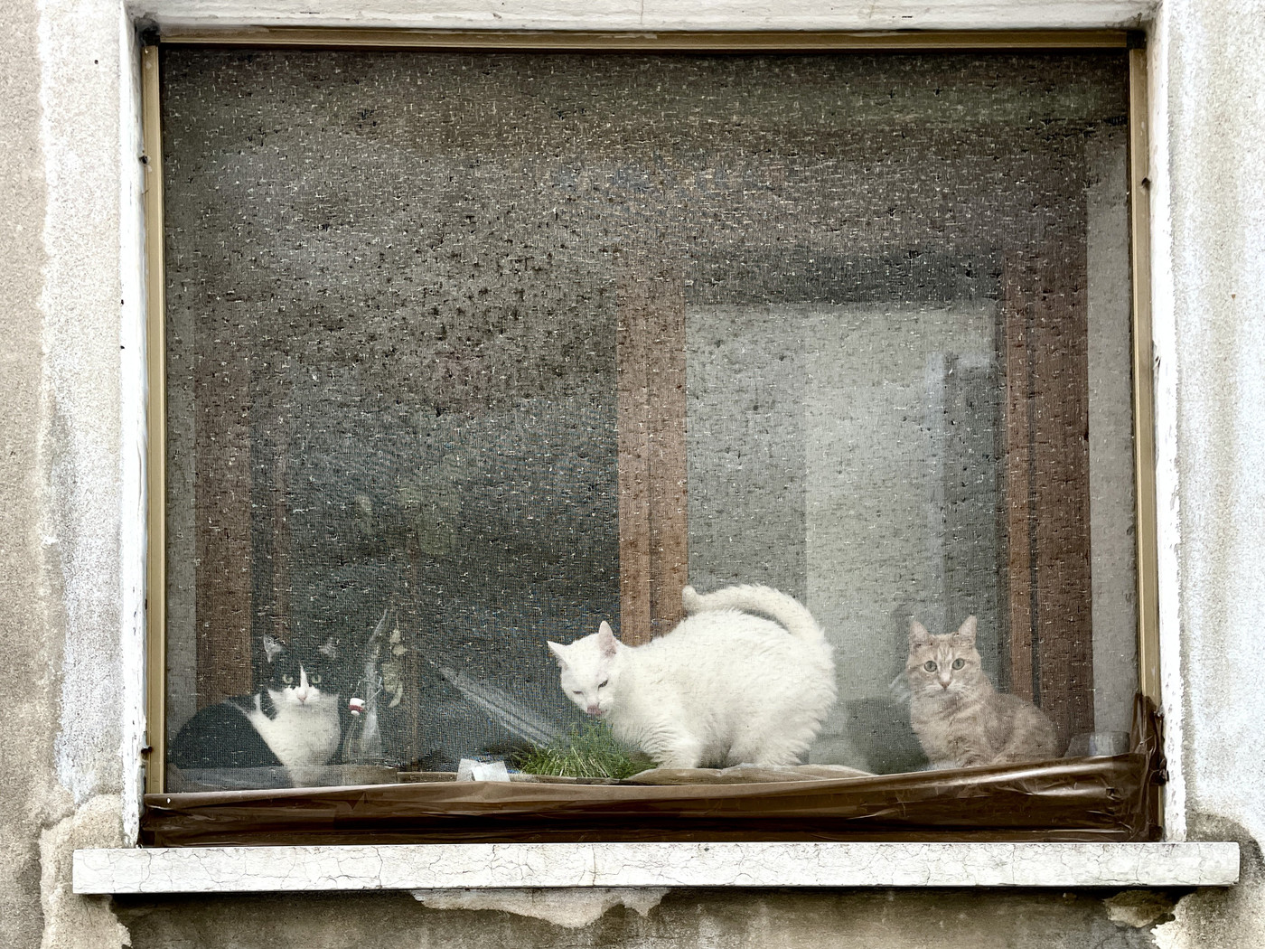 Collection 105 photo by Maurizio Zanetti