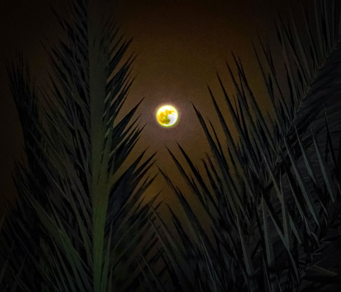 Collection 107 photo by Naveen Aggarwal