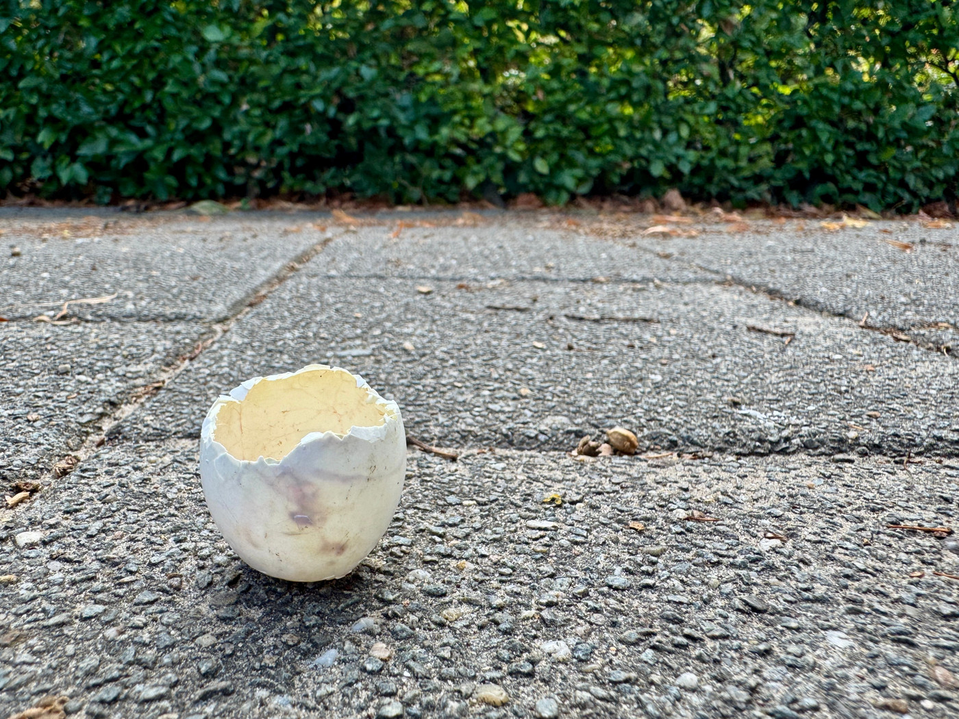 Collection 109 photo by Lotje Pulles