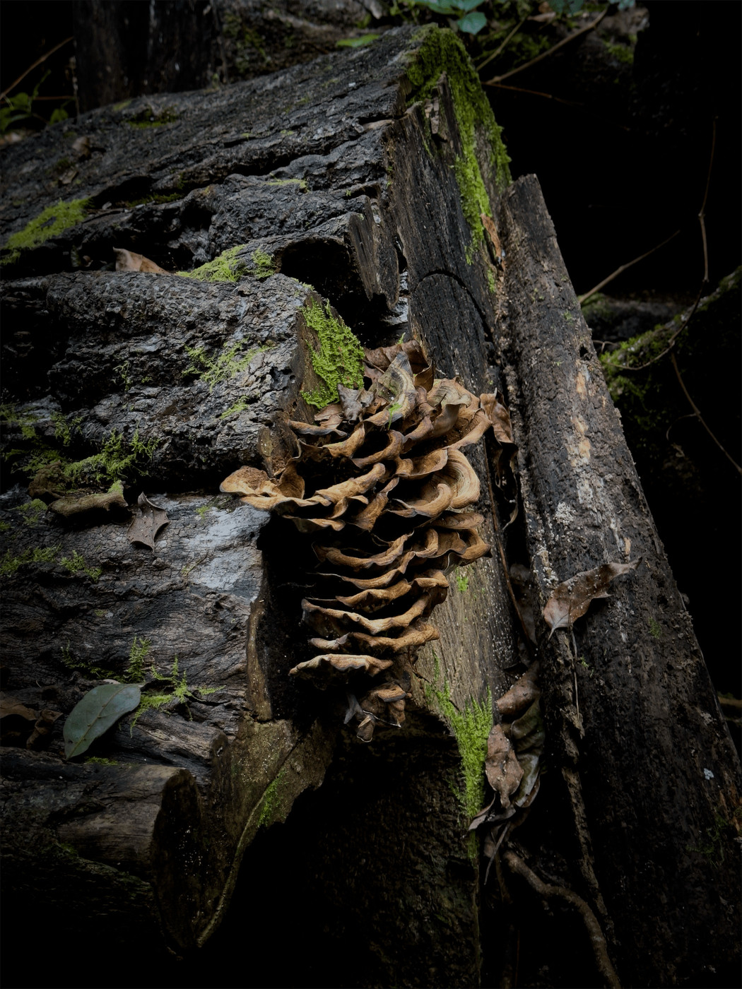 Collection 83 photo by Leonie Mccouat