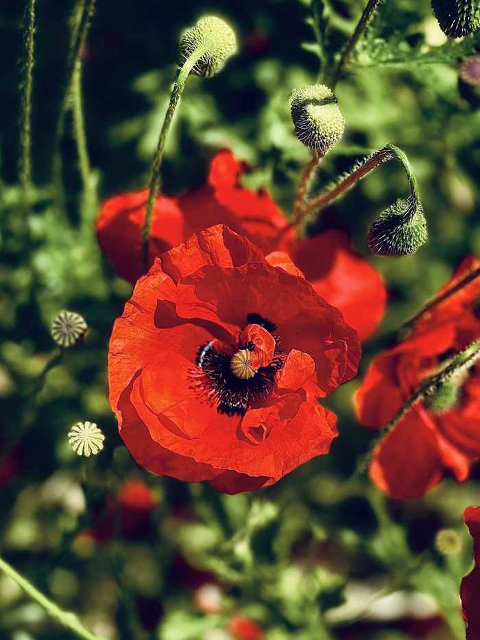 Collection 47 photo by Abbie Asadi