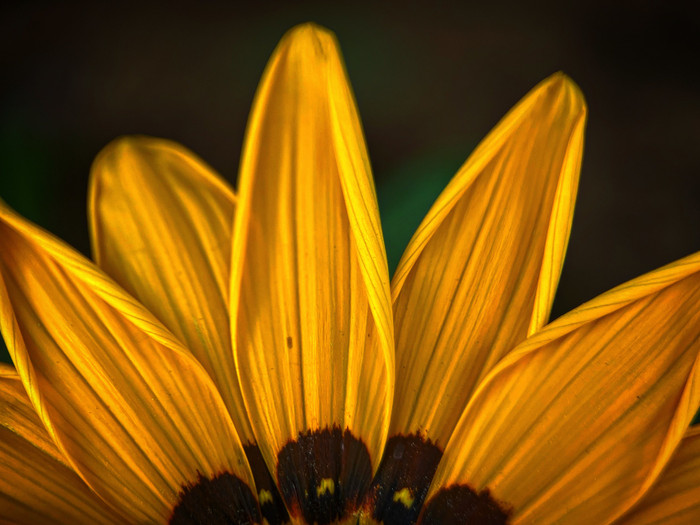 Collection 51 photo by Naveen Aggarwal