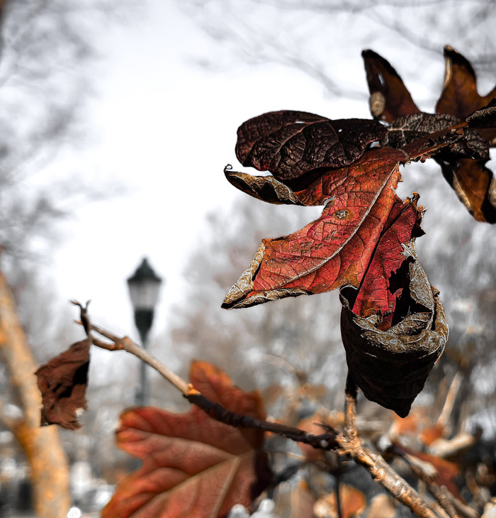 Collection 97 photo by Sandi Asplund