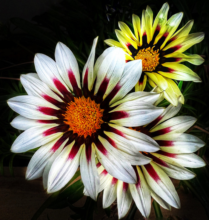 Collection 56 photo by Naveen Aggarwal