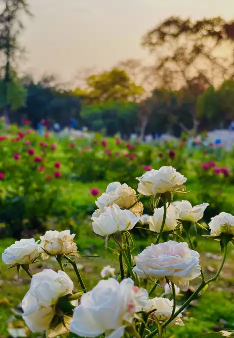 Rajni Khajuria