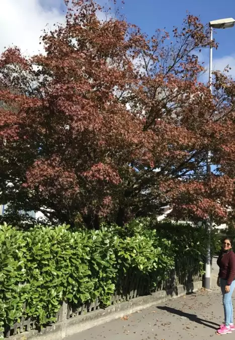 Rachna Soni
