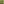 A green iguana in the Dutch Caribbean