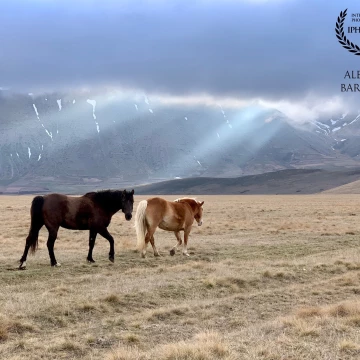 Plateau of Castelluccio di Norcia, Italy.<br />
In a spring that has just begun, horses free on the plateau follow the rays of the newly-risen sun.<br />
<br />
Altopiano di Castelluccio di Norcia, Italia.<br />
In una primavera appena  iniziata, cavalli in libertà sull’altopiano seguono i raggi del sole appena sorto.