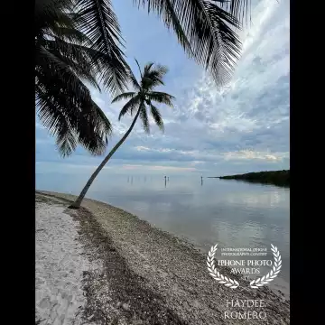 A palm tree bends out over the water with a dreamlike background of clouds reflecting on the water at Matheson Hammock Park in Coral Gables, Florida