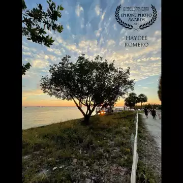 In an evening walk I capture the clouds radiate out in the sky over a tree as the sun sets off  Key Biscayne in the Bill Baggs Cape Florida State Park, USA.