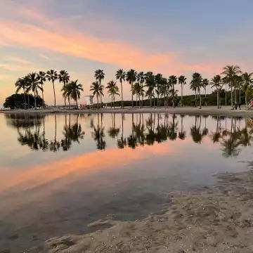 Palm trees ring a man made pol at Matheson Hammock Park in Coral Gables, south of Florida, as the rising sun streaks the sky with pastel colors.