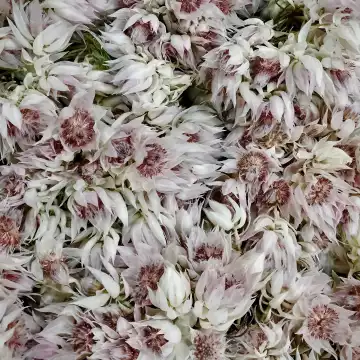 Early morning stroll in the floral market in Manhattan ….