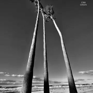 “Palm Threes.” Newport Beach, California.