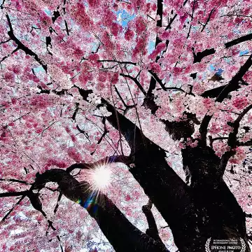 “Pink Out.” Queen Anne / Seattle, WA.