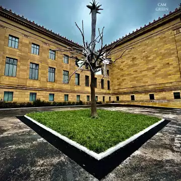 "If trees could mate." Philadelphia, Pennsylvania.