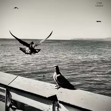 "Hey, I wasn't done talking to you!" San Clemente, CA.