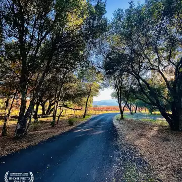 “Leaves, trees and vines, oh my! Healdsburg, CA.