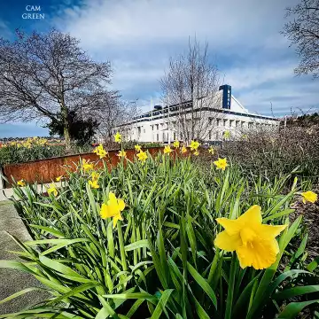 "Early bloomers." Lake Union, Seattle.