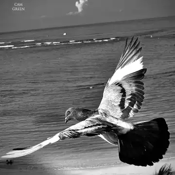 “Eyes in the sky.” Waikīkī, Oahu.